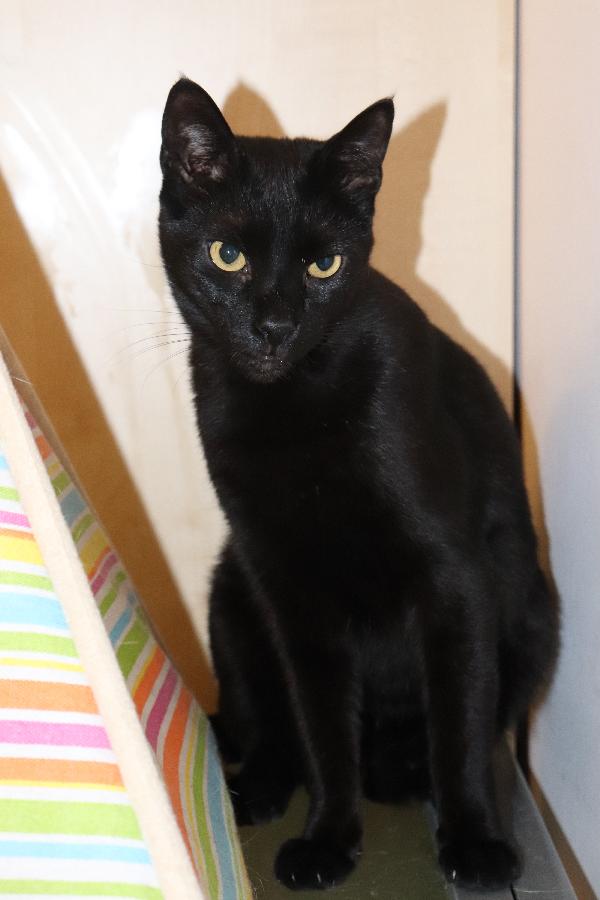 Geii (Panterone) dolcissimo coccolone Foto 6